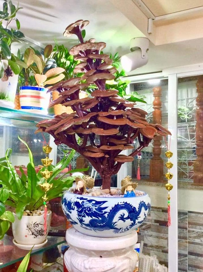Giá đắt đỏ tiền triệu, nấm linh chi bonsai vẫn hút khách - 1