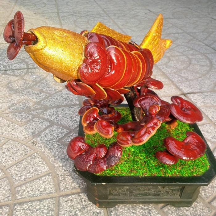 Giá đắt đỏ tiền triệu, nấm linh chi bonsai vẫn hút khách - 3