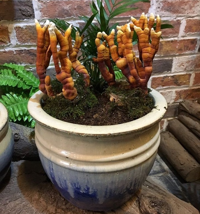 Giá đắt đỏ tiền triệu, nấm linh chi bonsai vẫn hút khách - 6