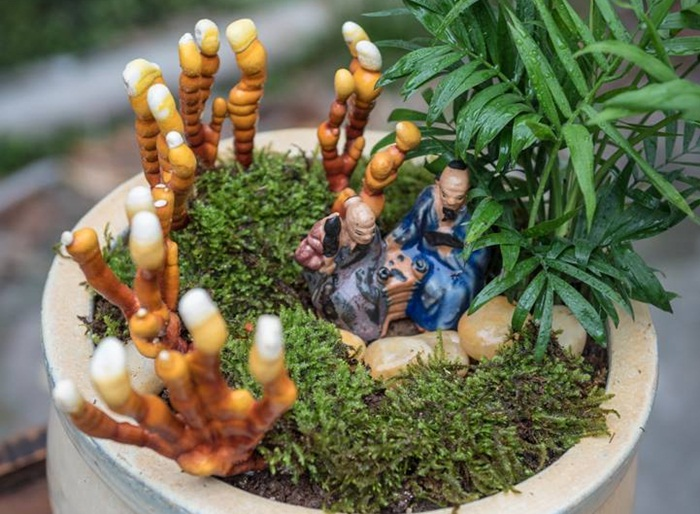 Giá đắt đỏ tiền triệu, nấm linh chi bonsai vẫn hút khách - 7