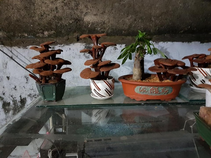 Giá đắt đỏ tiền triệu, nấm linh chi bonsai vẫn hút khách - 9