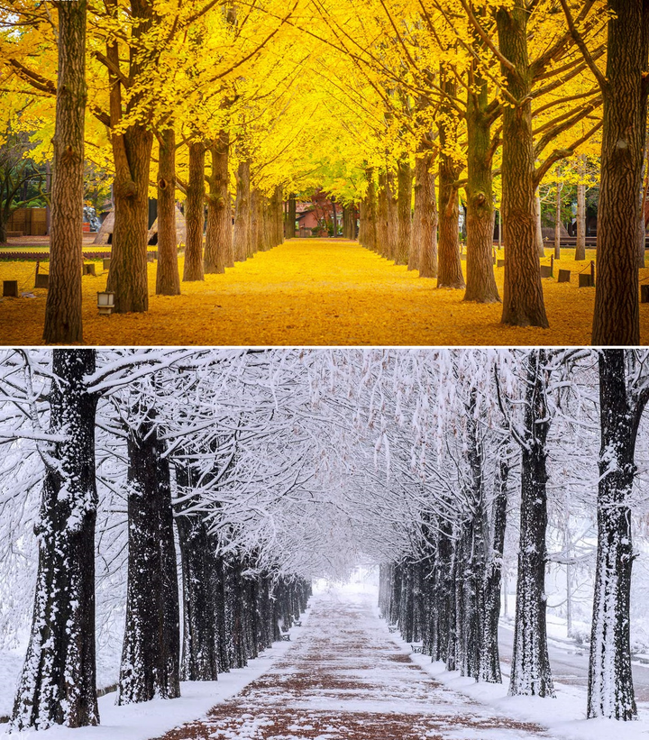 Quyền Linh, MC Đan Lê và loạt sao Việt thích thú du lịch Hàn Quốc - 1