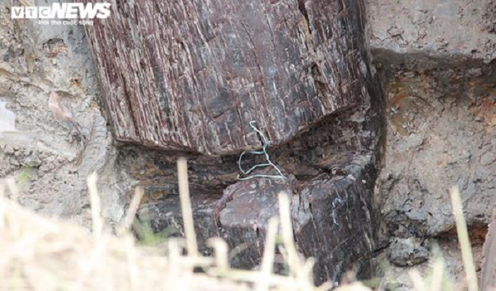 Ảnh: Hàng nghìn người đổ về tham quan bãi cọc gần nghìn năm tuổi vừa phát lộ - 9