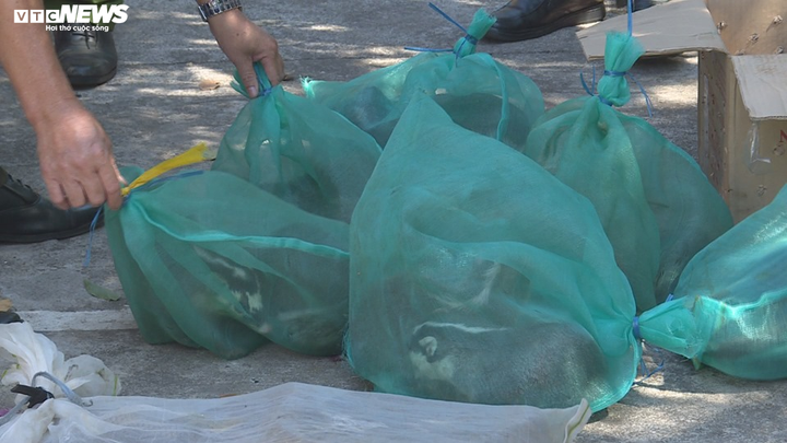 Hơn 20 con chồn hoang dã bị 'nhồi' trên xe khách - 2