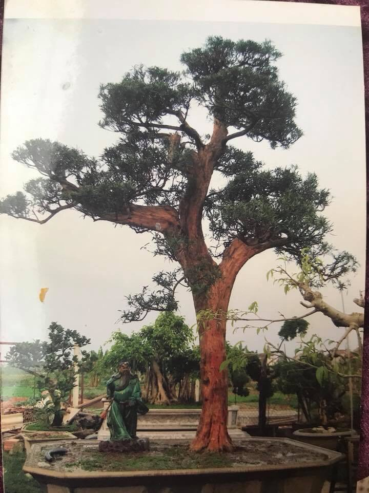 Ảnh: Chiêm ngưỡng tùng la hán 300 năm tuổi, giá 'ăn đứt' ngôi nhà - 4