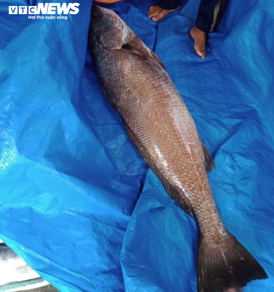 Bắt được cá nghi sủ vàng nặng hơn 10kg - 1