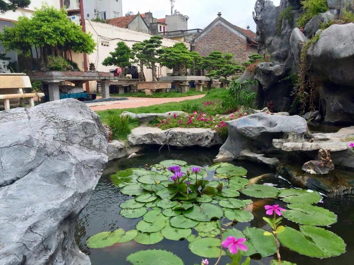 Ảnh: Chiêm ngưỡng tùng la hán 300 năm tuổi, giá 'ăn đứt' ngôi nhà - 2