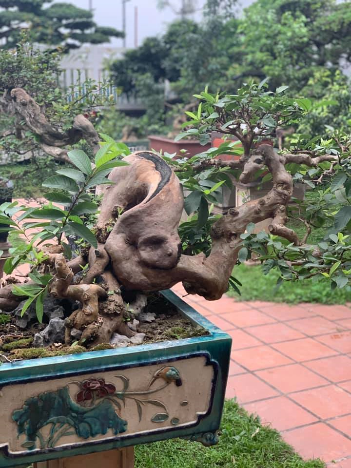 Ảnh: Chiêm ngưỡng tùng la hán 300 năm tuổi, giá 'ăn đứt' ngôi nhà - 17