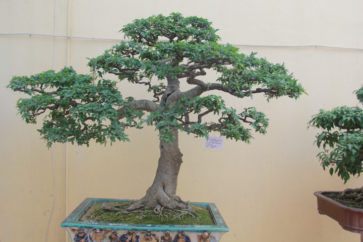 Ảnh: Chiêm ngưỡng tùng la hán 300 năm tuổi, giá 'ăn đứt' ngôi nhà - 10