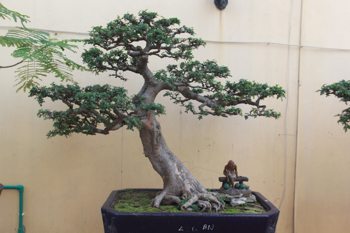 Ảnh: Chiêm ngưỡng tùng la hán 300 năm tuổi, giá 'ăn đứt' ngôi nhà - 11