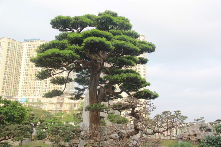 Ảnh: Chiêm ngưỡng tùng la hán 300 năm tuổi, giá 'ăn đứt' ngôi nhà - 8