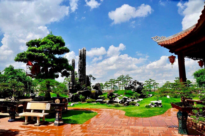 Ảnh: Chiêm ngưỡng tùng la hán 300 năm tuổi, giá 'ăn đứt' ngôi nhà - 1