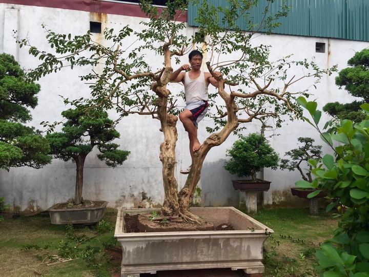 Ảnh: Chiêm ngưỡng tùng la hán 300 năm tuổi, giá 'ăn đứt' ngôi nhà - 14