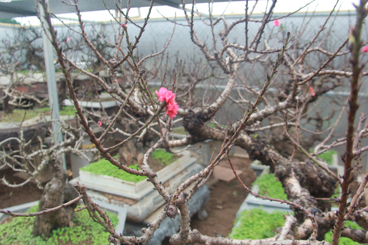 Ảnh: Đào thất thốn chục triệu nằm phòng điều hòa đợi Tết Canh Tý - 4