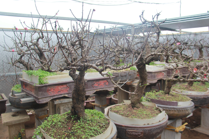 Ảnh: Đào thất thốn chục triệu nằm phòng điều hòa đợi Tết Canh Tý - 10