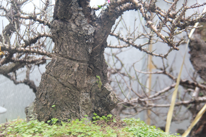 Ảnh: Đào thất thốn chục triệu nằm phòng điều hòa đợi Tết Canh Tý - 6