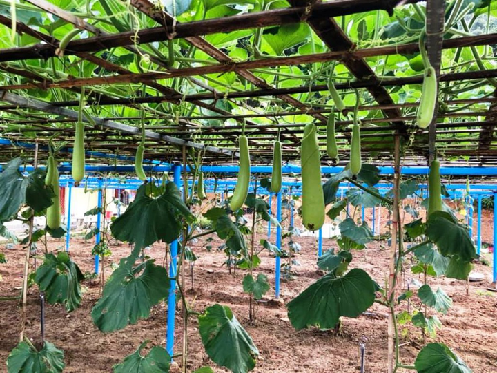 Hiệu trưởng làm vườn rau, nuôi lợn để cải thiện bữa ăn cho học trò - 1