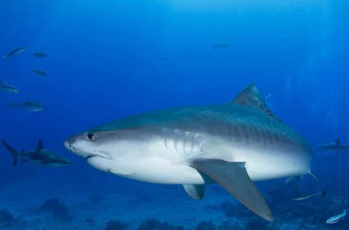 Chiếc vòng trang sức trong bụng cá mập hé lộ manh mối vụ mất tích bí ẩn - 1