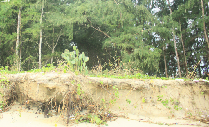 Sóng ‘ngoạm’ gần 2 cây số bờ biển Quảng Ngãi - 2