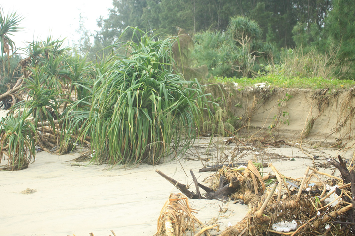 Sóng ‘ngoạm’ gần 2 cây số bờ biển Quảng Ngãi - 3