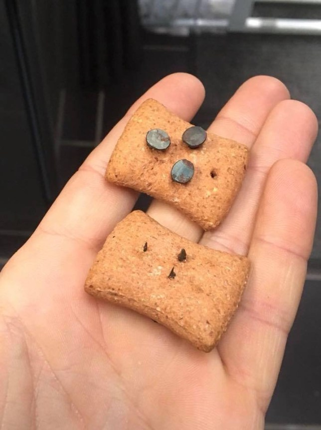 Cắm đinh vào thức ăn, chiêu trò 'bẫy' chó tại châu Âu - 5