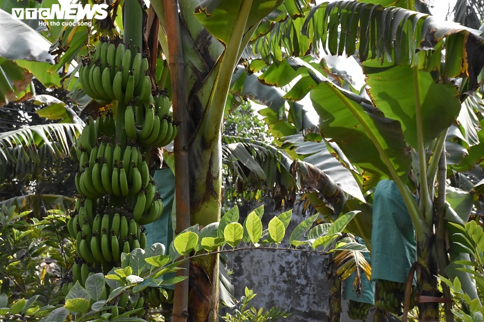 Ảnh: Nông dân 'mặc áo' cho chuối chờ vụ Tết bội thu - 2