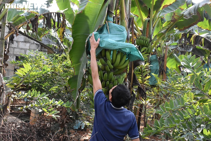 Ảnh: Nông dân 'mặc áo' cho chuối chờ vụ Tết bội thu - 3