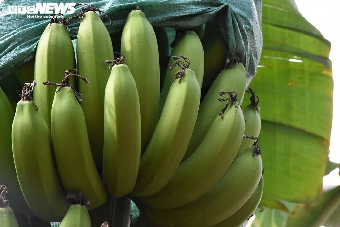 Ảnh: Nông dân 'mặc áo' cho chuối chờ vụ Tết bội thu - 9