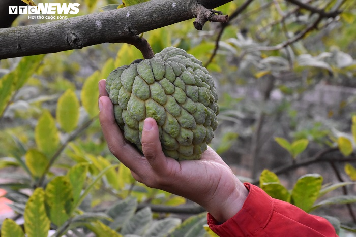 Ảnh: Nông dân 'mặc áo' cho chuối chờ vụ Tết bội thu - 15