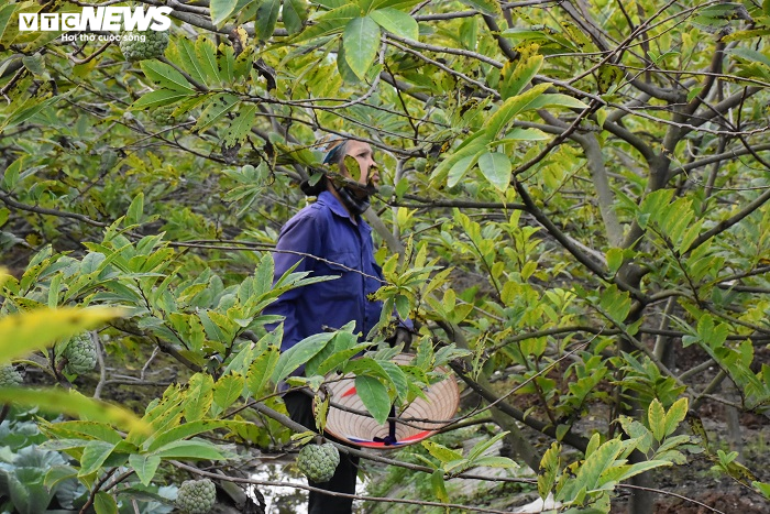 Ảnh: Nông dân 'mặc áo' cho chuối chờ vụ Tết bội thu - 14