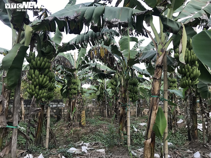 Ảnh: Nông dân 'mặc áo' cho chuối chờ vụ Tết bội thu - 13