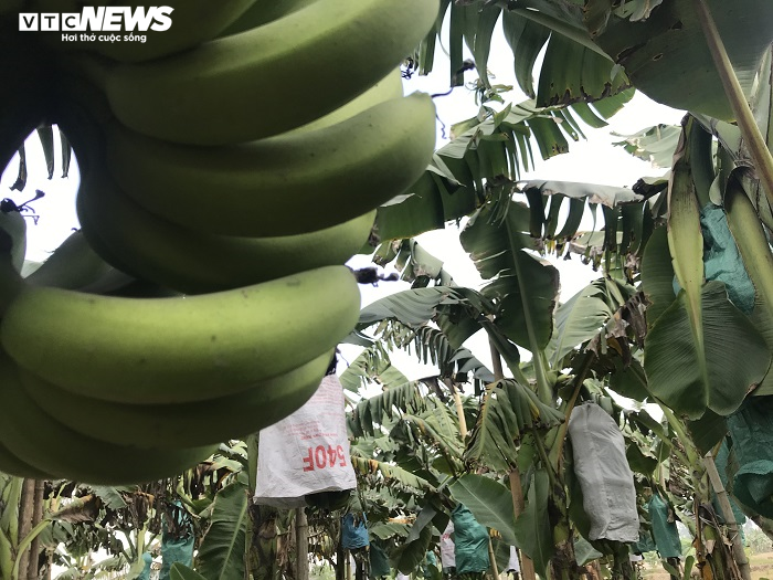 Ảnh: Nông dân 'mặc áo' cho chuối chờ vụ Tết bội thu - 6