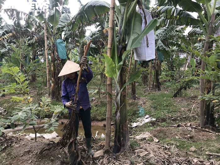 Ảnh: Nông dân 'mặc áo' cho chuối chờ vụ Tết bội thu - 12