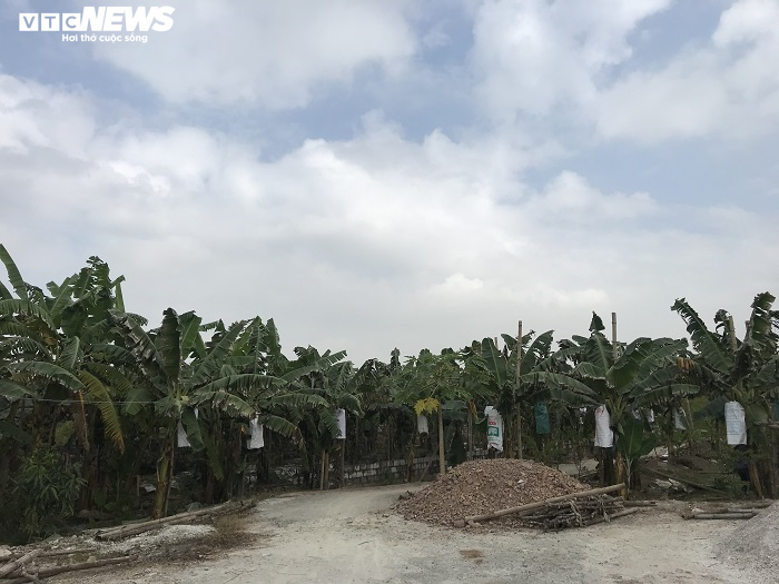 Ảnh: Nông dân 'mặc áo' cho chuối chờ vụ Tết bội thu - 1