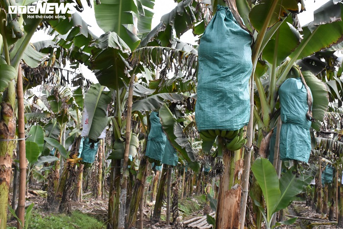 Ảnh: Nông dân 'mặc áo' cho chuối chờ vụ Tết bội thu - 4