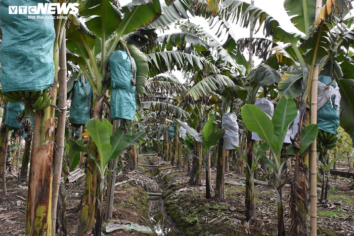 Ảnh: Nông dân 'mặc áo' cho chuối chờ vụ Tết bội thu - 5