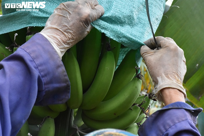 Ảnh: Nông dân 'mặc áo' cho chuối chờ vụ Tết bội thu - 8
