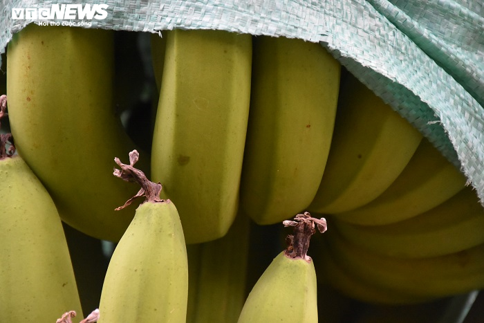 Ảnh: Nông dân 'mặc áo' cho chuối chờ vụ Tết bội thu - 10