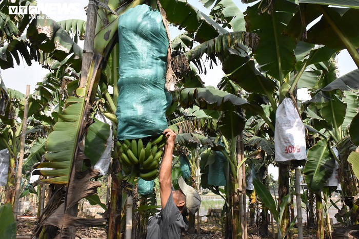 Ảnh: Nông dân 'mặc áo' cho chuối chờ vụ Tết bội thu - 7