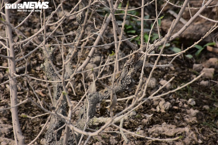 Nông dân Hải Phòng xót xa nhìn hơn nghìn gốc đào bị bụi đường phủ trắng xóa trước Tết - 5