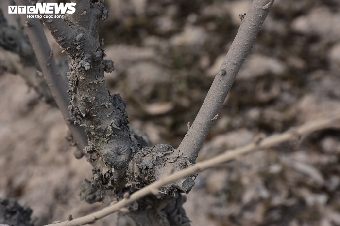 Nông dân Hải Phòng xót xa nhìn hơn nghìn gốc đào bị bụi đường phủ trắng xóa trước Tết - 6