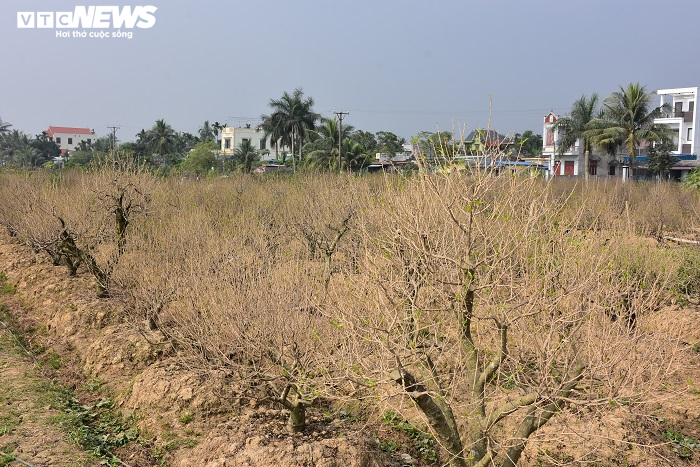 Nông dân Hải Phòng xót xa nhìn hơn nghìn gốc đào bị bụi đường phủ trắng xóa trước Tết - 3