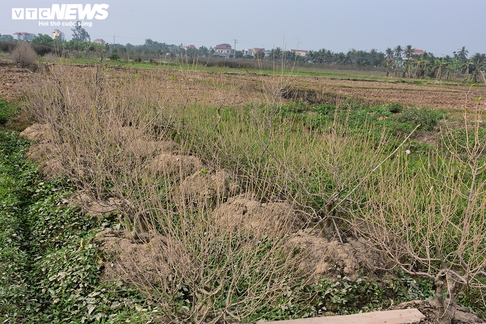 Nông dân Hải Phòng xót xa nhìn hơn nghìn gốc đào bị bụi đường phủ trắng xóa trước Tết - 14