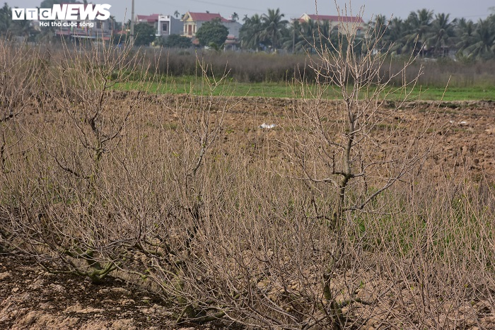 Nông dân Hải Phòng xót xa nhìn hơn nghìn gốc đào bị bụi đường phủ trắng xóa trước Tết - 9
