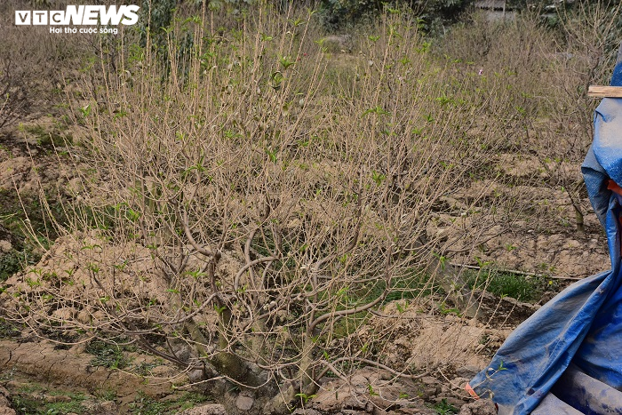 Nông dân Hải Phòng xót xa nhìn hơn nghìn gốc đào bị bụi đường phủ trắng xóa trước Tết - 12