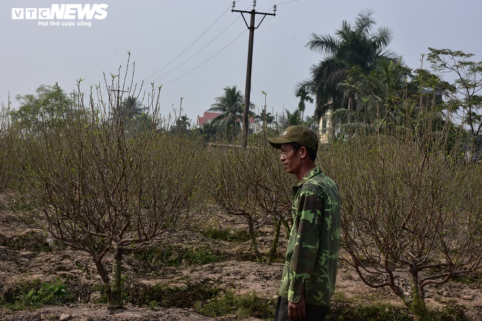 Nông dân Hải Phòng xót xa nhìn hơn nghìn gốc đào bị bụi đường phủ trắng xóa trước Tết - 13