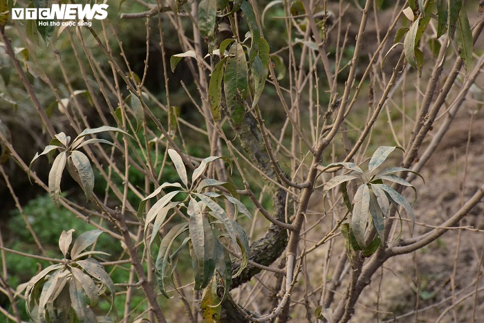 Nông dân Hải Phòng xót xa nhìn hơn nghìn gốc đào bị bụi đường phủ trắng xóa trước Tết - 7