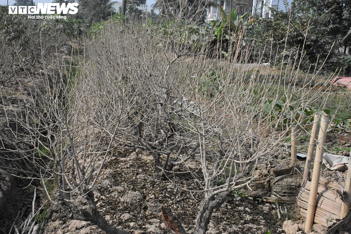 Nông dân Hải Phòng xót xa nhìn hơn nghìn gốc đào bị bụi đường phủ trắng xóa trước Tết - 4