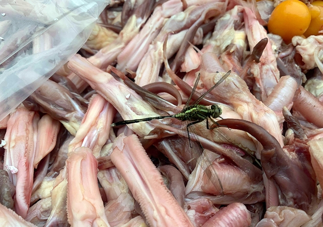 Hà Nội: Phát hiện hàng tấn thực phẩm đông lạnh 'lậu' tại sân siêu thị MM Mega Market - 5