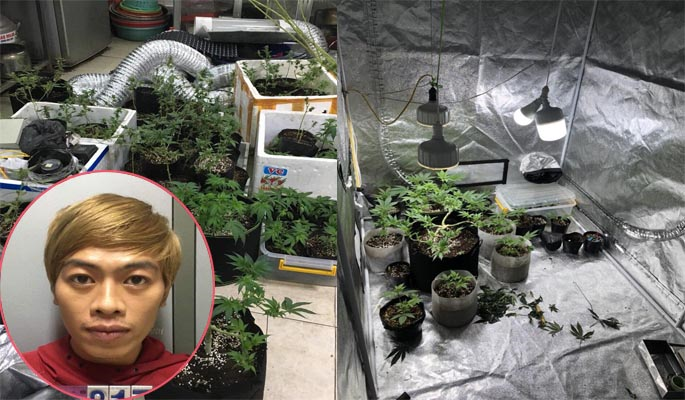 Bắt giữ nam thanh niên thuê nhà trọ trồng cần sa giữa Thủ đô - 1